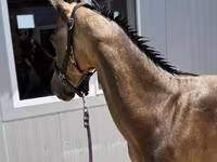 Cavalo, Akhal-Teke — foto 5