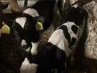 گاو نر, Russian Black pied cattle — عکس 4