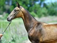 수말, Akhal-Teke — 사진 7