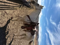 Kuda betina, Quarter Horse — foto 6