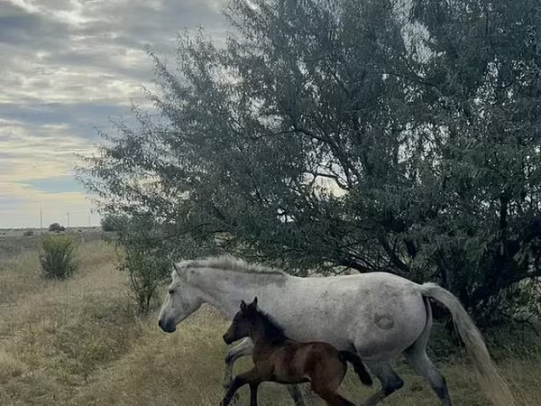 Cavalla, Kazakh horse