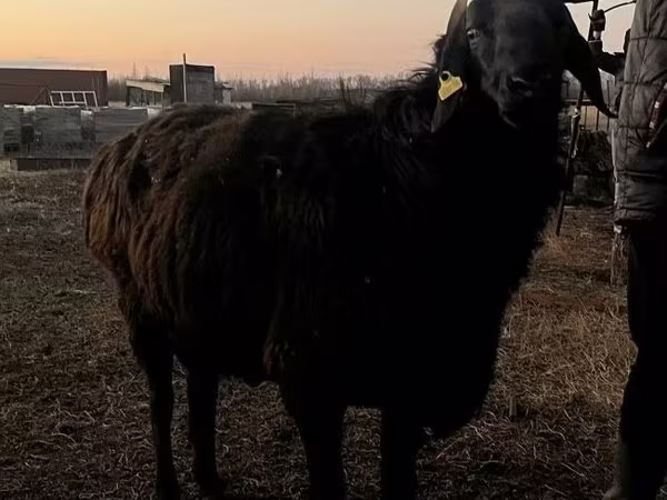แกะตัวผู้, Hissar sheep