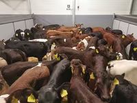 母牛, Cattle — 照片 1