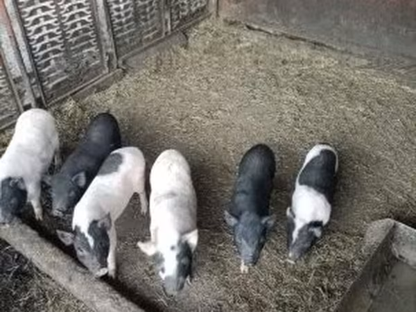 Sow,  — Hungary