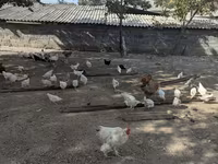Chickens — รูปภาพ 1