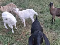Koza, Nubian Goat — fotografija 2