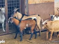 बकरियाँ (लॉट, लिंग निर्दिष्ट नहीं), बकरियाँ — फ़ोटो 3