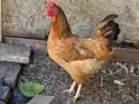 Chickens — الصورة 2
