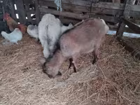 Koza, Nubian Goat — foto 1