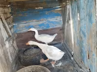 Geese — fotografija 1
