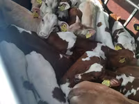 گاو و گوساله (گروه، جنسیت مشخص نشده), Simmental cattle — عکس 2