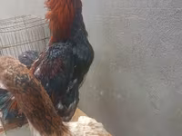 Chickens — الصورة 3