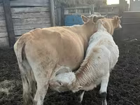 Ko, Simmental cattle — foto 1