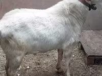 Kozioł, Nubian Goat — zdjęcie 5