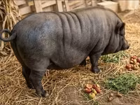 Boar — photo 3