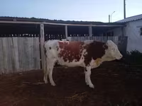Bik, Simmental cattle — fotografija 1