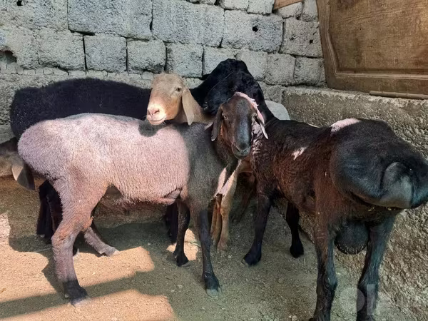 Wad, Sheep