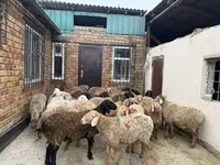 Berbec, Rhon sheep — foto 3