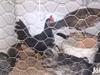 Chickens — 3 зураг