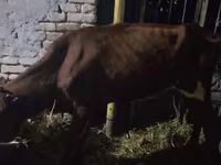Lembu ternakan (lot, jantina tidak dinyatakan), Cattle — foto 1