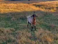 Goat, Goats — photo 3