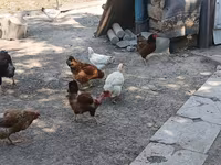 Chickens — zdjęcie 3