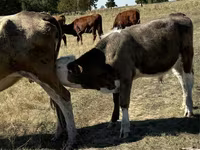 Bou, Vaca roșie fără coarne — foto 4