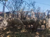 گوسفند (گروه، جنسیت مشخص نشده), گوسفند — عکس 2