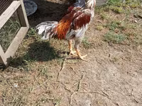 Chickens — fotografija 2