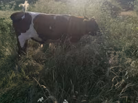 Toro, Russian Black pied cattle — foto 3