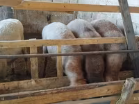 میش, Rhon sheep — عکس 3