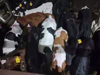 Býk, Simmental cattle — foto 6