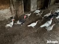 Turkeys — foto 2