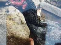 Japanisches Bantam — Foto 7