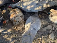 Ducks — الصورة 4