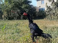 Shamo chickens — foto 1