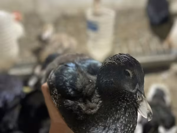 Turkeys — Kyrgyzstan