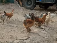 Chickens — foto 1