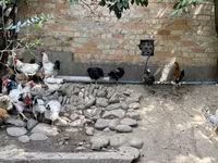 Chickens — foto 2