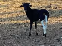 양(암수 미지정, 묶음), Cameroon sheep — 사진 3