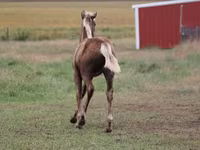 Cavallo, Black Sea breed — foto 2