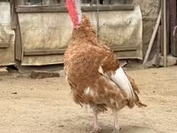جرزی باف — عکس 1