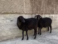 قوچ, گوسفند — عکس 3