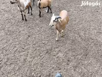 Dume la kondoo, Cameroon sheep — picha 4