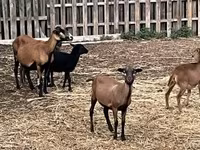 Ovca, Cameroon sheep — fotografija 1