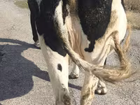 گاو ماده, Russian Black pied cattle — عکس 4