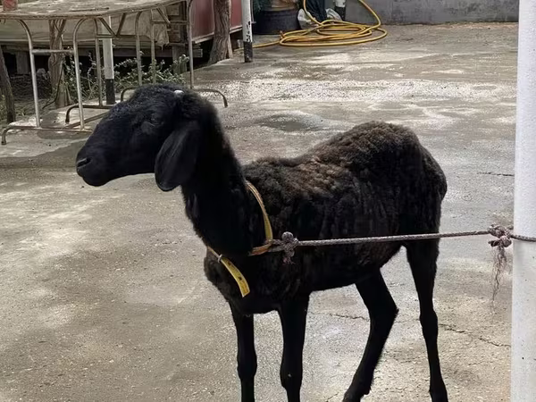 Berbec, Arashan sheep