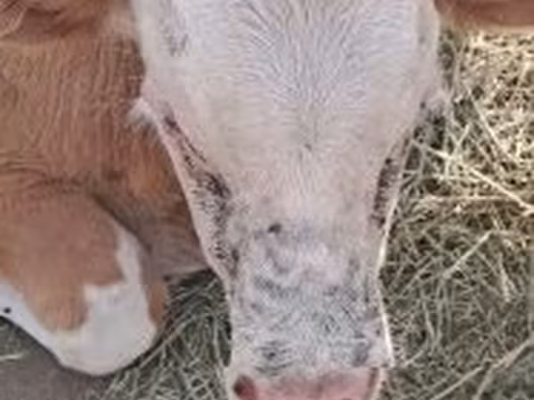 Lembu jantan, Simmental cattle