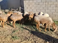 Kambing betina, Hissar sheep — foto 3