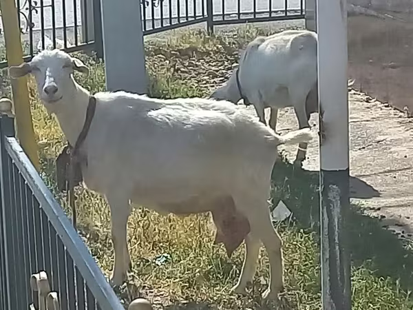 Dê cái, Saanen goat